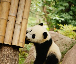 Panda standard 4:3 wallpapers hd, desktop backgrounds 1152x864, images and  pictures