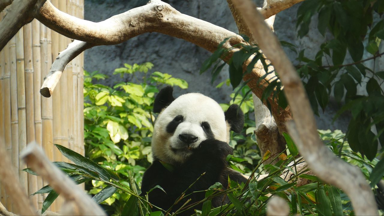 Wallpaper panda, bamboo, wood