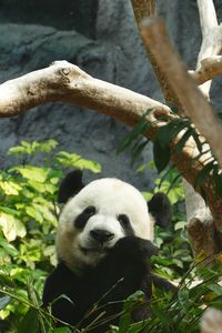 Preview wallpaper panda, bamboo, wood