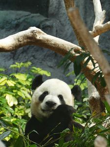 Preview wallpaper panda, bamboo, wood