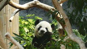 Preview wallpaper panda, bamboo, wood