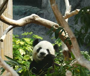 Preview wallpaper panda, bamboo, wood