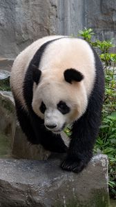 Preview wallpaper panda, bear, animal, furry, stone