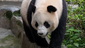 Preview wallpaper panda, bear, animal, furry, stone