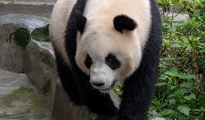 Preview wallpaper panda, bear, animal, furry, stone