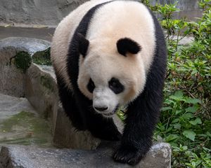 Preview wallpaper panda, bear, animal, furry, stone