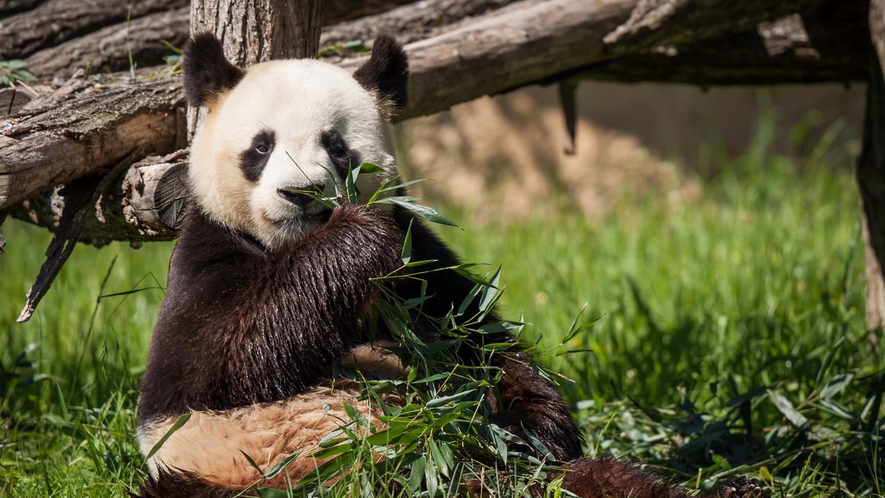 Wallpaper panda, bear, bamboo, grass