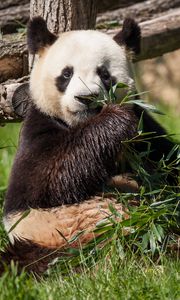 Preview wallpaper panda, bear, bamboo, grass