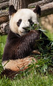 Preview wallpaper panda, bear, bamboo, grass