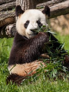 Preview wallpaper panda, bear, bamboo, grass