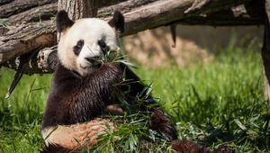 Preview wallpaper panda, bear, bamboo, grass