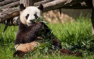Preview wallpaper panda, bear, bamboo, grass