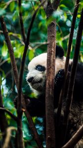 Preview wallpaper panda, bear, bamboo, branches