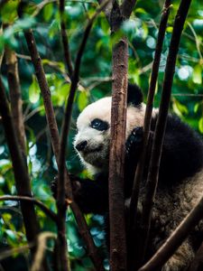 Preview wallpaper panda, bear, bamboo, branches