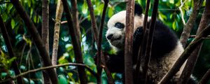 Preview wallpaper panda, bear, bamboo, branches