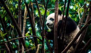 Preview wallpaper panda, bear, bamboo, branches