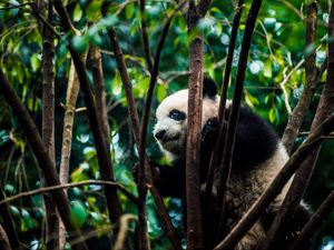 Preview wallpaper panda, bear, bamboo, branches