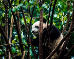 Preview wallpaper panda, bear, bamboo, branches