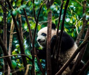 Preview wallpaper panda, bear, bamboo, branches