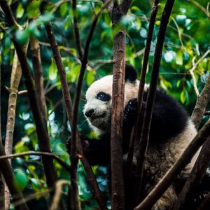 Preview wallpaper panda, bear, bamboo, branches