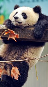 Preview wallpaper panda, bear, branch, tree