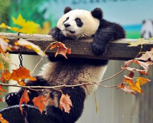 Preview wallpaper panda, bear, branch, tree