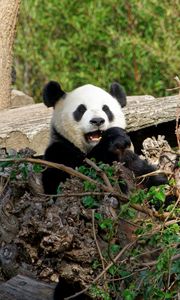 Preview wallpaper panda, bear, funny, animal