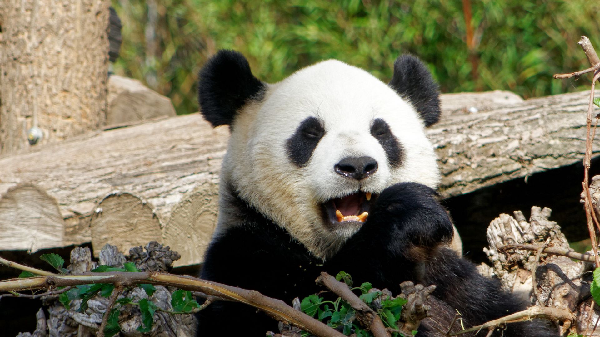 Download wallpaper 1920x1080 panda, bear, funny, animal full hd, hdtv, fhd,  1080p hd background