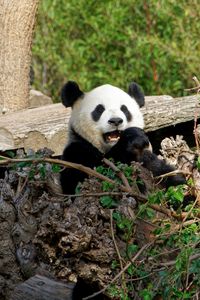 Preview wallpaper panda, bear, funny, animal