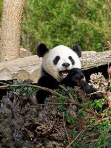 Preview wallpaper panda, bear, funny, animal