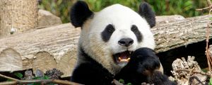 Preview wallpaper panda, bear, funny, animal