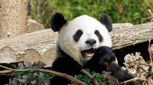 Preview wallpaper panda, bear, funny, animal
