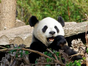 Preview wallpaper panda, bear, funny, animal