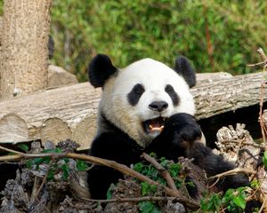 Preview wallpaper panda, bear, funny, animal