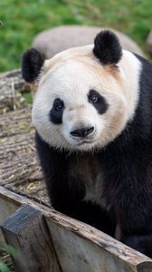 Preview wallpaper panda, bear, glance, animal