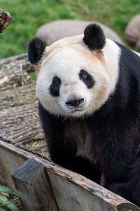 Preview wallpaper panda, bear, glance, animal