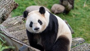 Preview wallpaper panda, bear, glance, animal