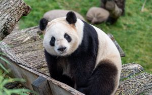 Preview wallpaper panda, bear, glance, animal