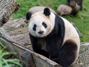 Preview wallpaper panda, bear, glance, animal