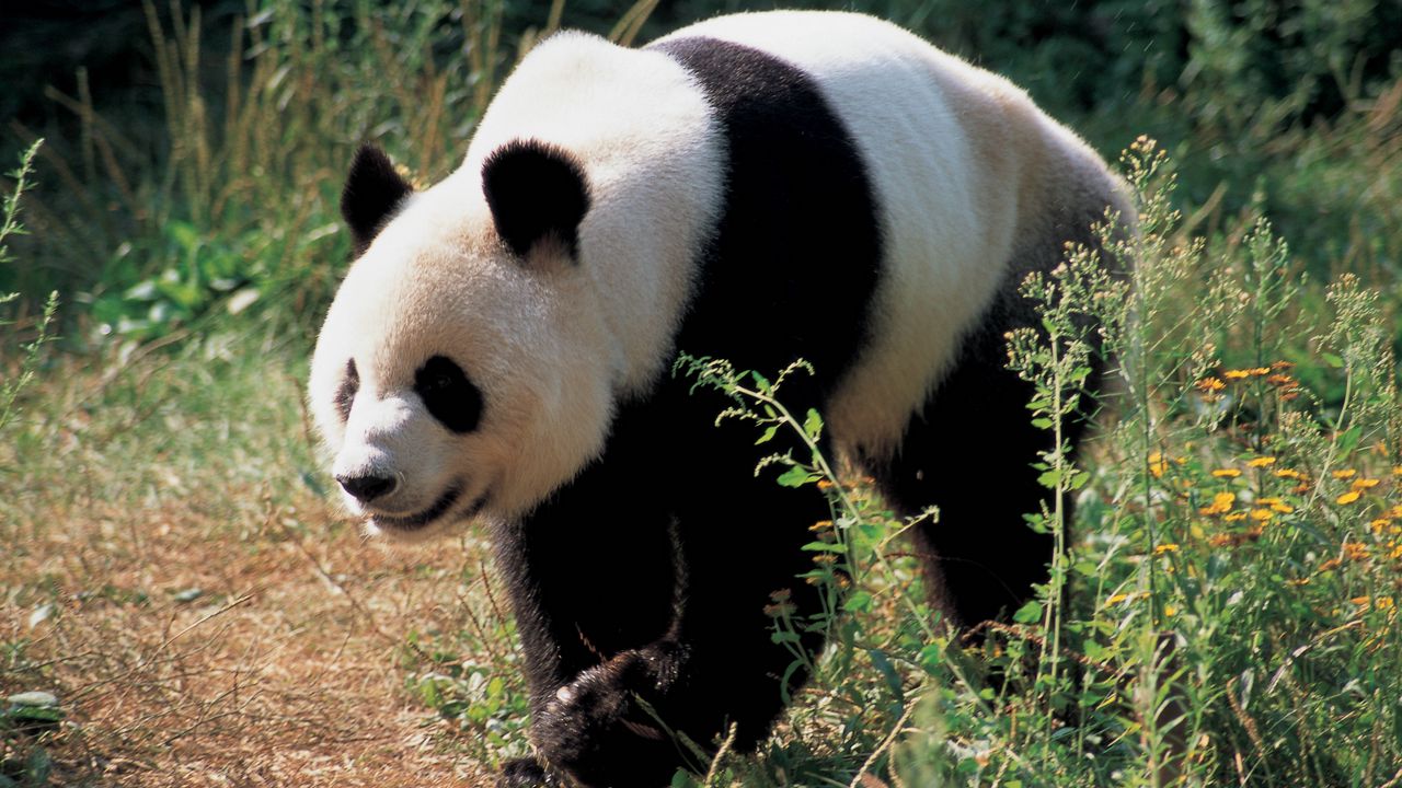 Wallpaper panda, bear, grass