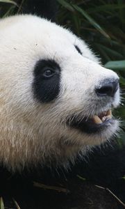 Preview wallpaper panda, bear, muzzle