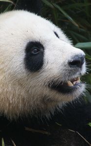 Preview wallpaper panda, bear, muzzle