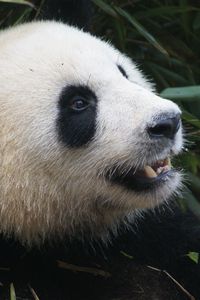 Preview wallpaper panda, bear, muzzle