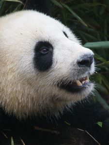 Preview wallpaper panda, bear, muzzle