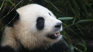 Preview wallpaper panda, bear, muzzle