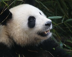 Preview wallpaper panda, bear, muzzle