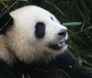 Preview wallpaper panda, bear, muzzle