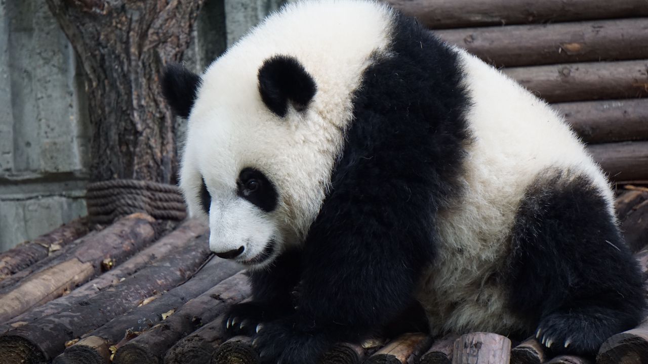 Wallpaper panda, bear, sits