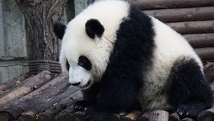 Preview wallpaper panda, bear, sits
