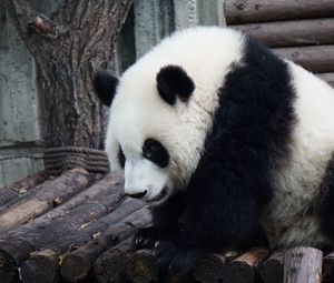 Preview wallpaper panda, bear, sits